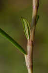 Swamp smartweed